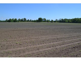 <b>PRICE REDUCED: $5,900 per acre</b><br>
This property offers productive tillable land along with two wooded areas.  Much of the larger woods near the road is on a ridge.  Investigate this area for a potential beautiful homesite as well as for hunting and recreational opportunities. <br>
<b>156.9+/- </b>Total Acres | <b>145.83+/-</b> Tillable Cropland Acres per FSA | <b>10+/-</b> Wooded Acres - 156.9+/- Acres For Sale - Cropland, Woods for Hunting/Recreational & Potential Building Sites
